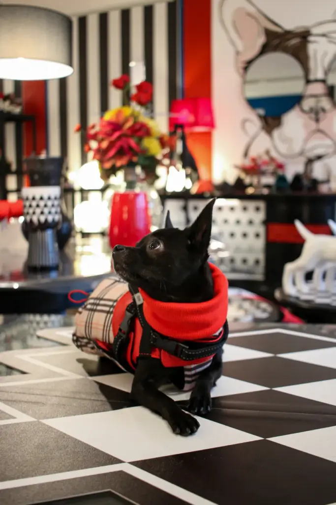 Stil4You 4Seasons-Hundemantel Burberry, rot