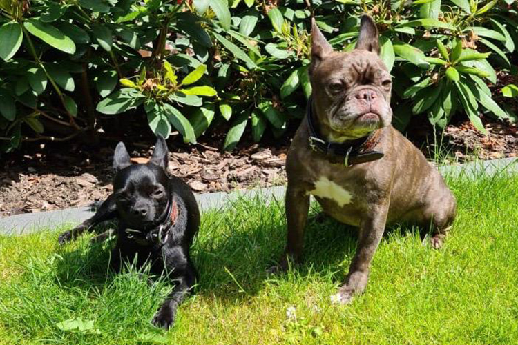 Stil4You Zwei Hunde