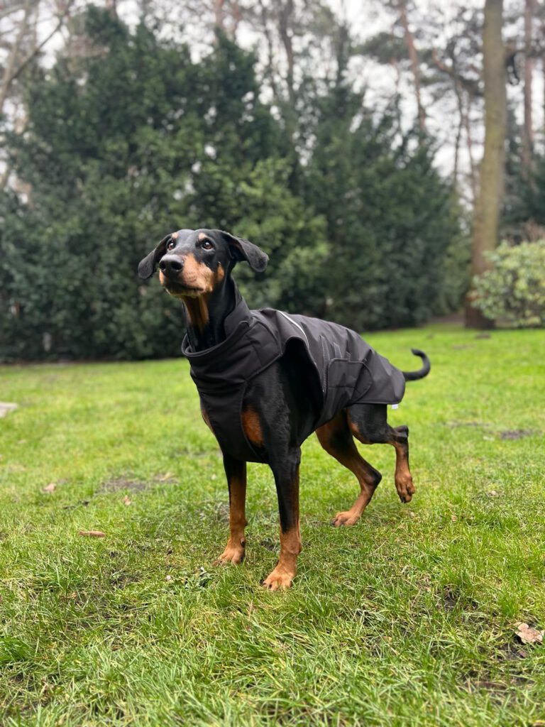 Stil4you Hundemantel, wasserabweisend schwarz, Dobermann